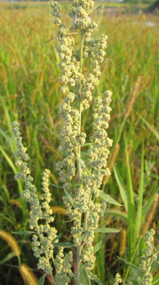 Lamb's Quarters Seeds Nature's Restaurant A Complete Wild Food Guide